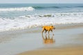 stray red dog stayes on sand beach near the ocean or sea