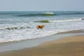 stray red dog stayes on sand beach near the ocean or sea