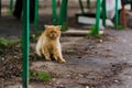 Stray redheaded cat in Kasimov
