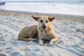 stray sad red dog lies on sand beach near the ocean or sea