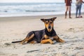 stray sad red dog lies on sand beach near the ocean or sea