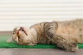 Stray sleeping tabby cat lying on green mat copyspace