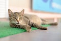 Stray sleeping tabby cat lying on green mat copyspace