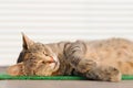 Stray sleeping tabby cat lying on green mat copyspace