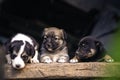 Stray small dog puppy street rural ÃÂ¡ute, wooden dog house, cage black background home wood Beautiful brown white