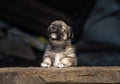 Stray small dog puppy street rural ÃÂ¡ute, wooden dog house, cage black background home wood Beautiful brown white