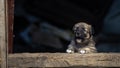 Stray small dog puppy street rural ÃÂ¡ute, wooden dog house, cage black background home wood Beautiful brown white