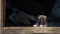 Stray small dog puppy street rural ÃÂ¡ute, wooden dog house, cage black background home wood Beautiful brown white