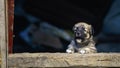 Stray small dog puppy street rural ÃÂ¡ute, wooden dog house, cage black background home wood Beautiful brown white