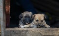 Stray small dog puppy street rural ÃÂ¡ute, wooden dog house, cage black background home wood Beautiful brown white