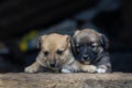 Stray small dog puppy street rural ÃÂ¡ute, wooden dog house, cage black background home wood Beautiful brown white