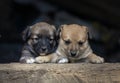 Stray small dog puppy street rural ÃÂ¡ute, wooden dog house, cage black background home wood Beautiful brown white