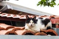 Stray street cat on the roof of the house Royalty Free Stock Photo