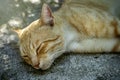 Stray street cat sleeping on the sidewalk