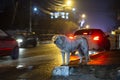 A stray street dog on a city night street. Homeless dogs and pets