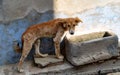 Stray Street dog in drinking from well in small Indian town in Rajasthan