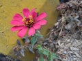 Stray street flower