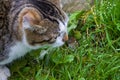 The stray striped cat catches the mouse in the garden.