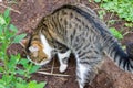 The stray striped cat catches the mouse in the garden to thank the owners for feed and shelter.