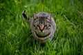 Stray tabby cat blends into green grass, seeking shelter