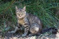 A stray tabby cat sits on the grass in the garden