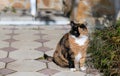 A stray tabby cat sits on the grass in the garden