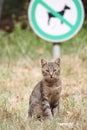 A stray tabby cat is sitting on the lawn