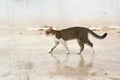 Stray tabby cat on the street on a cold, rainy day