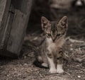 Stray tabby and white kitten on the streets of Crete Greece.