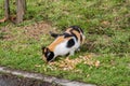 A stray tricolor cat eats the waste of the shrimp