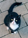 Stray tuxedo cat looking curious up to ther camera.