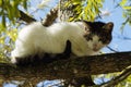 Stray cat run-away waiting on a tree branch Royalty Free Stock Photo