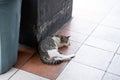 Stray wild cat in Indonesia. White and orange ginger colored furred animal. Kucing hitam tiduran di lantai.