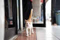 Stray wild cat in Indonesia. White and orange ginger colored furred animal. Kucing oren berjalan.