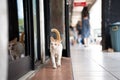 Stray wild cat in Indonesia. White and orange ginger colored furred animal. Kucing oren berjalan.