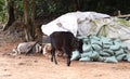 Stray Wild Cow in Urban Area Royalty Free Stock Photo