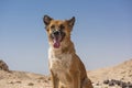 Stray wild desert dog sat in wild against blue sky