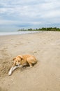 Stray wild dog laying at beach with ocean in background, The Gambia, West Africa