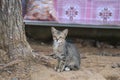 A strayed cat sitting on dirt ground.