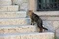 Straying cat on the staircase Royalty Free Stock Photo