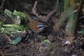 Streak-breasted Scimitar Babbler, Pomatorhinus ruficollis ruficollis,