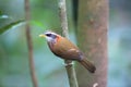 Streak-breasted scimitar babbler