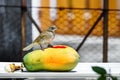 Streak-eared Bubul bird on fruit