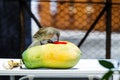 Streak-eared Bubul bird waiting to eat fruit