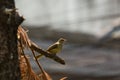 Streak-eared Bubul Pycnonotus blanfordi bird