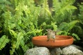 The Streak-eared Bulbul