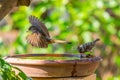 A Streak-eared Bulbul flying by a bowl of water while a sparrow spinning its head Royalty Free Stock Photo