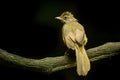 Streak-eared Bulbul