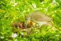 Streak-eared Bulbul (Pynonotus blanfordi )