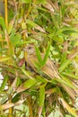 Streak-eared Bulbul (Pynonotus blanfordi )